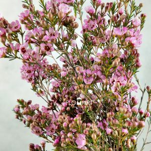 Waxflower Sarah S Delight
