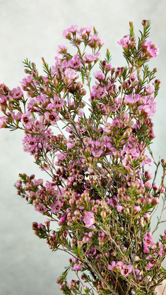 Waxflower Sarah S Delight