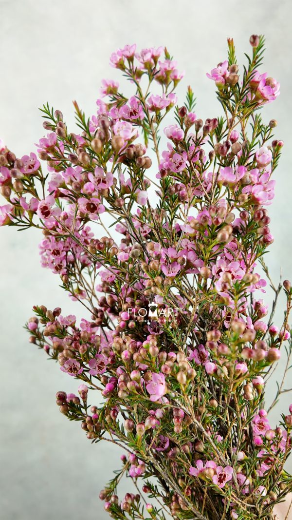 Waxflower Sarah S Delight