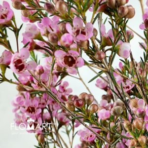 Waxflower Sarah S Delight - Image 2