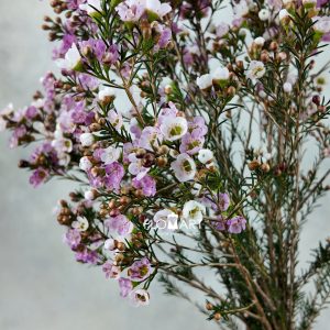 Waxflower Sexy Lina