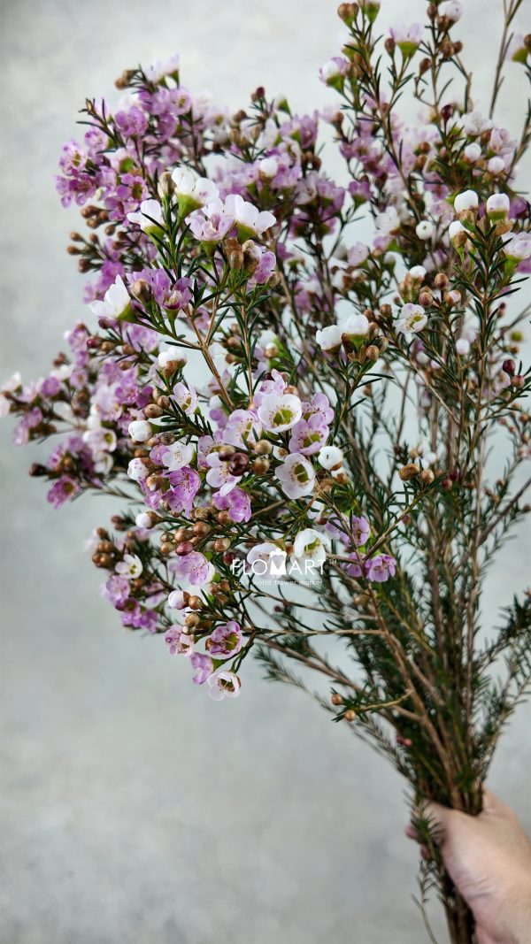 Waxflower Sexy Lina