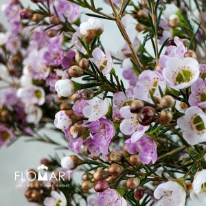Waxflower Sexy Lina - Image 2