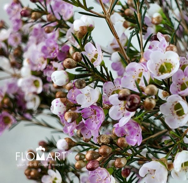 Waxflower Sexy Lina