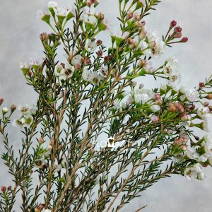 Waxflower Sexy Madonna
