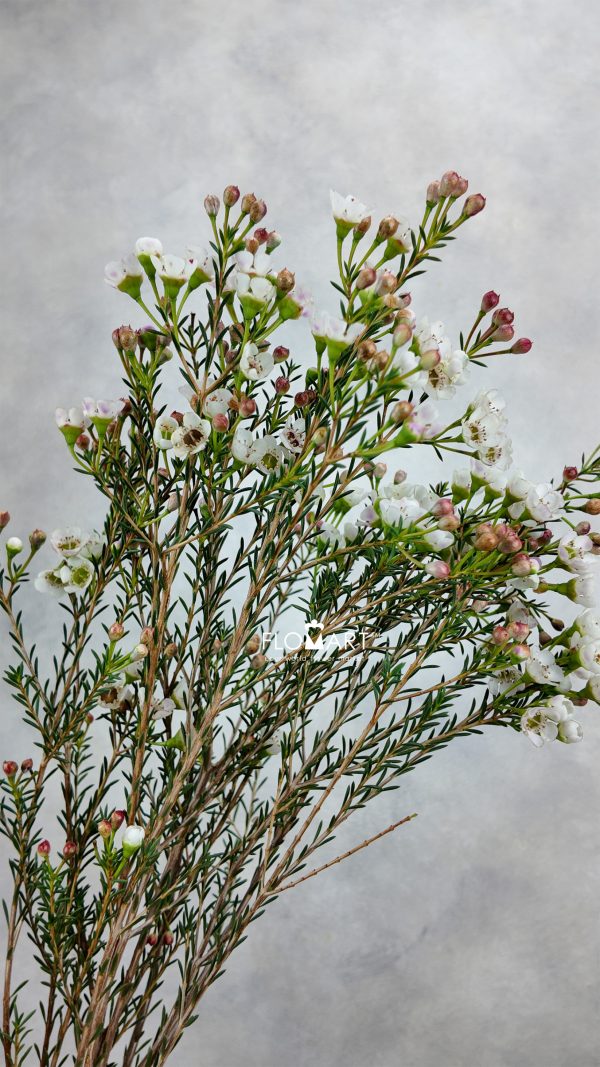 Waxflower Sexy Madonna