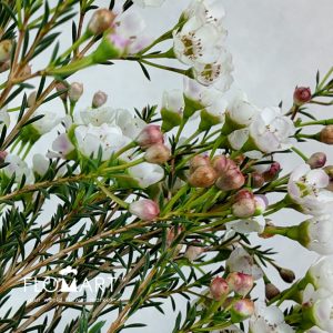 Waxflower Sexy Madonna - Image 2