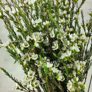 Waxflower Sirius