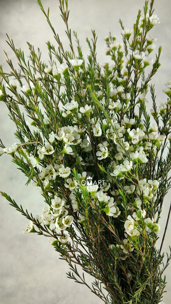 Waxflower Sirius
