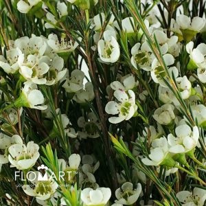 Waxflower Sirius - Image 2