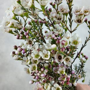 Waxflower Snow Dream