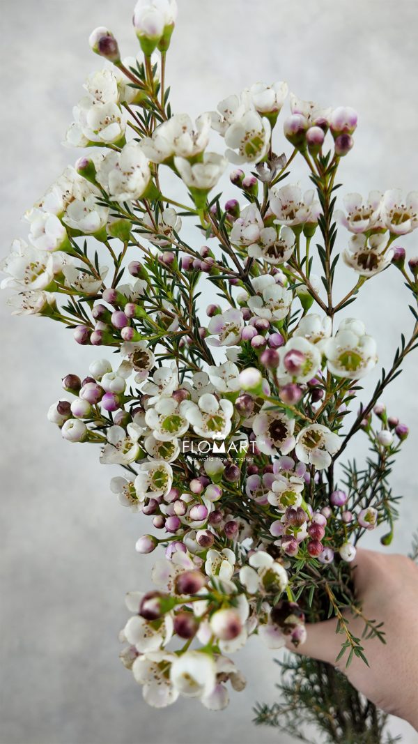 Waxflower Snow Dream