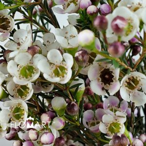 Waxflower Snow Dream - Image 2
