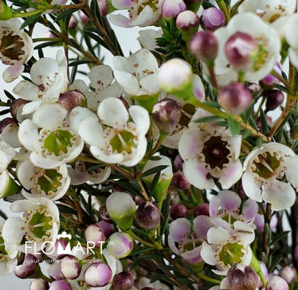 Waxflower Snow Dream