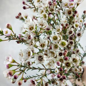 Waxflower Tal