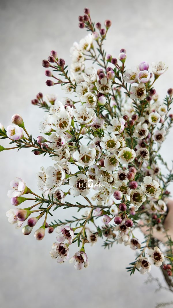 Waxflower Tal
