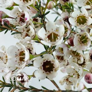 Waxflower Tal - Image 2