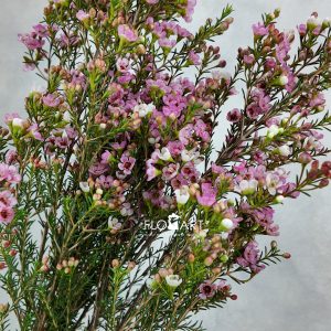 Waxflower Tina S Delight