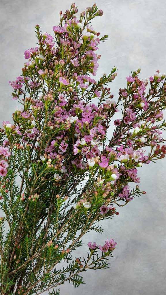 Waxflower Tina S Delight