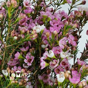 Waxflower Tina S Delight - Image 2