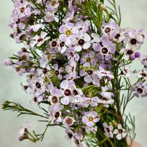 Waxflower Uncinatum Sexy Bloom