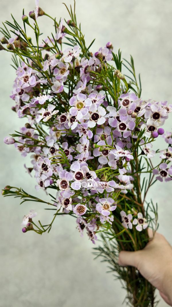 Waxflower Uncinatum Sexy Bloom