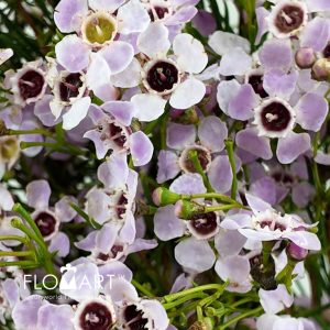 Waxflower Uncinatum Sexy Bloom - Image 2