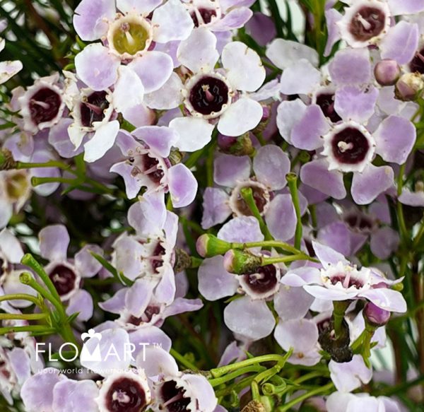 Waxflower Uncinatum Sexy Bloom
