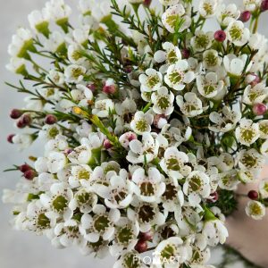 Waxflower White