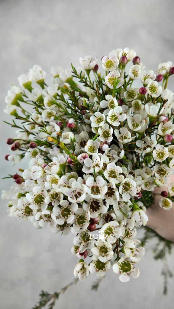 Waxflower White