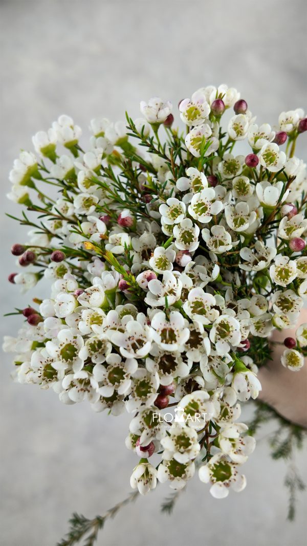 Waxflower White