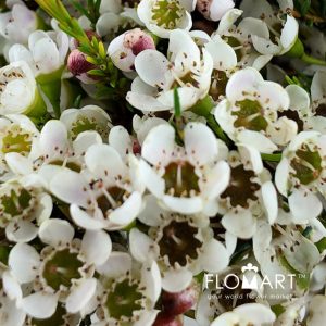Waxflower White - Image 2