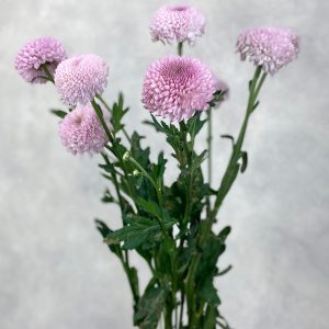 Chriysanthemum Pompom Pink