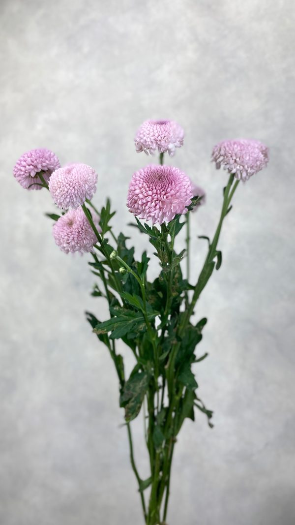 Chriysanthemum Pompom Pink