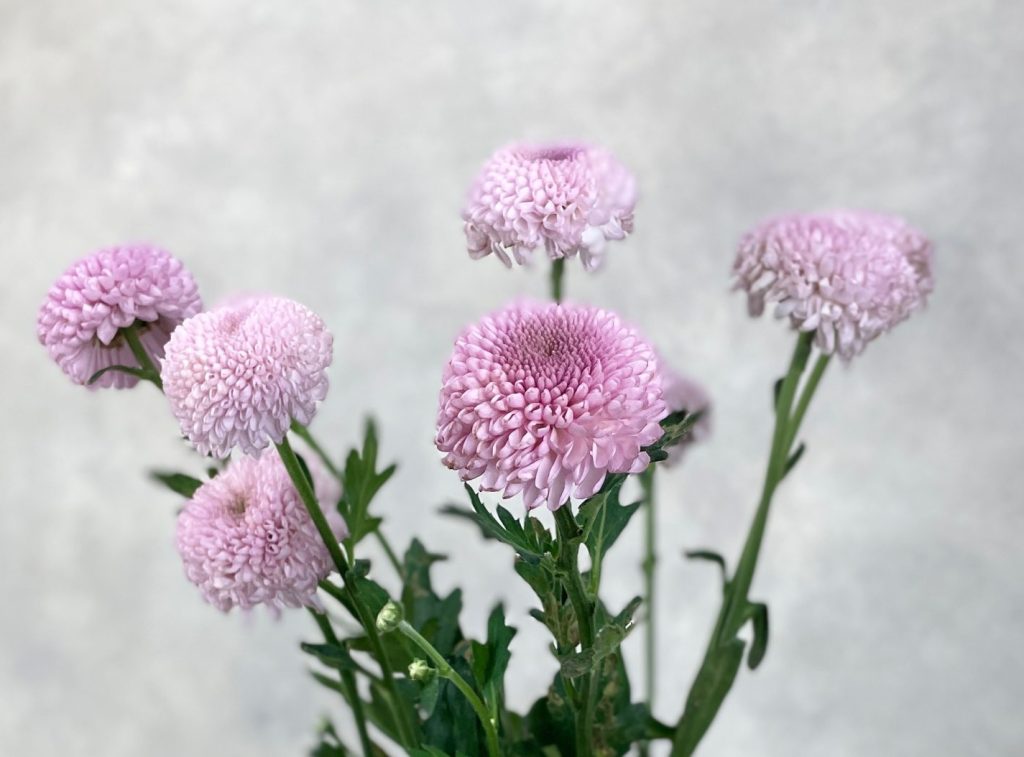 Chriysanthemum Pompom Pink