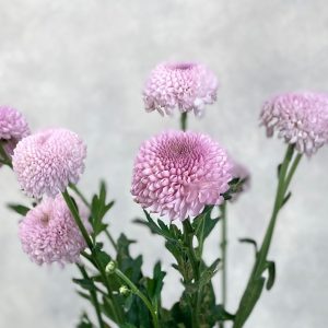Chriysanthemum Pompom Pink - Image 2