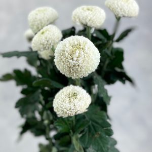 Chriysanthemum Pompom White