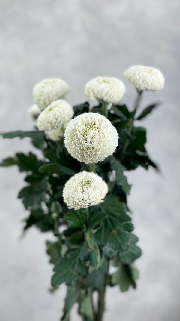 Chriysanthemum Pompom White