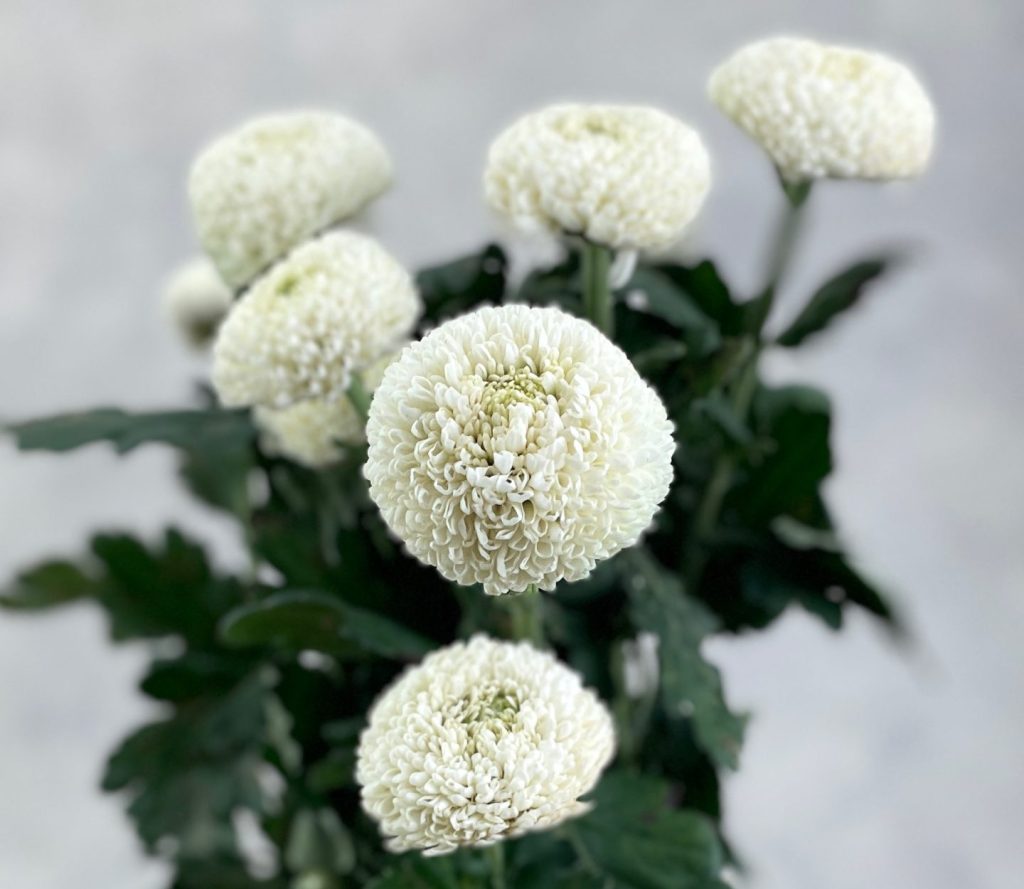 Chriysanthemum Pompom White