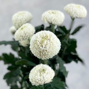 Chriysanthemum Pompom White - Image 2