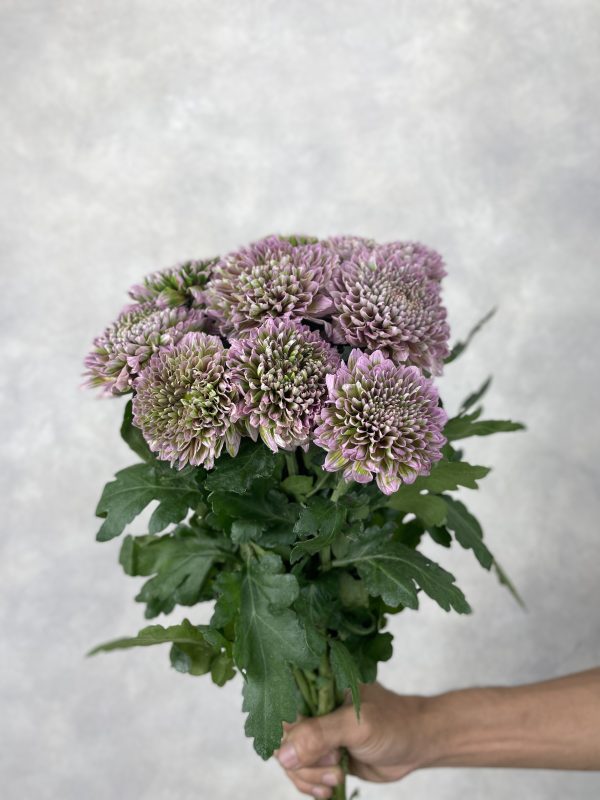 Gomphie Bubble Army Gompie Bubble Army