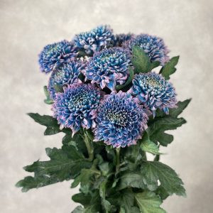 Gompie Dyed Brilliant Blue