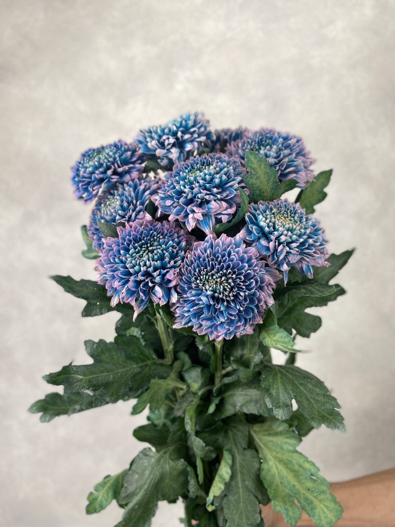 Gompie Dyed Brilliant Blue