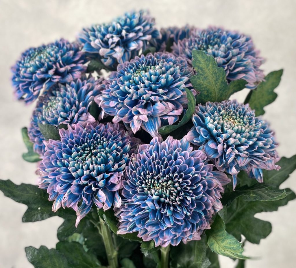 Gompie Dyed Brilliant Blue