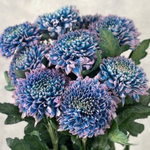 Gompie Dyed Brilliant Blue - Image 2