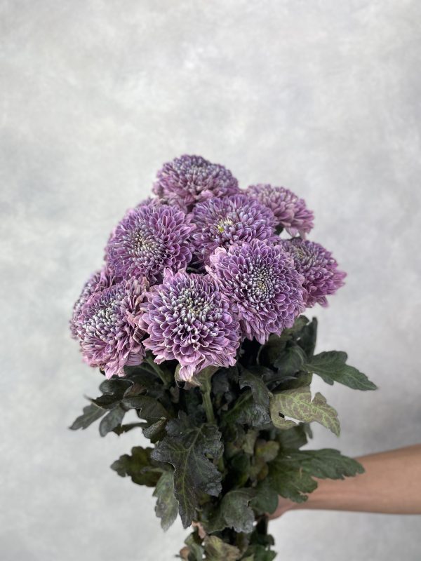 Gomphie Dyed Cerise by Zantine Gompie Dyed Cerise by Zantine