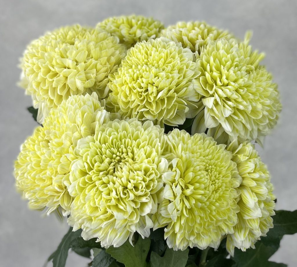 Gompie Dyed Daisy Lime