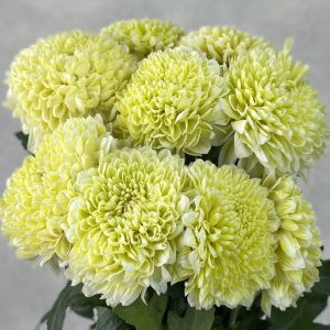 Gompie Dyed Daisy Lime - Image 2