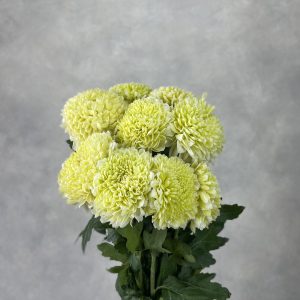 Gompie Dyed Daisy Lime