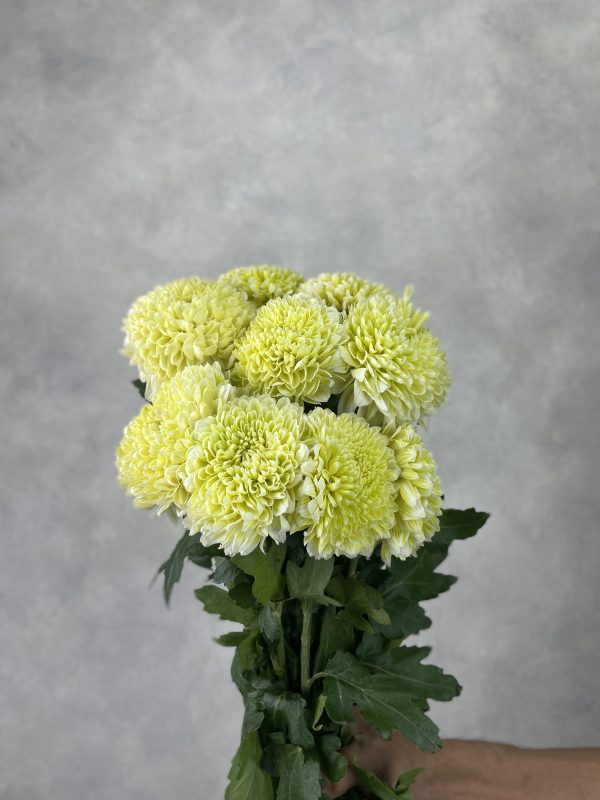 Gompie Dyed Daisy Lime